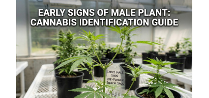 Early Signs of Male Plant: Cannabis Identification Guide