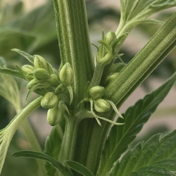 Early Signs of Male Plant: Cannabis Identification Guide