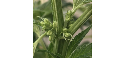 Early Signs of Male Plant: Cannabis Identification Guide