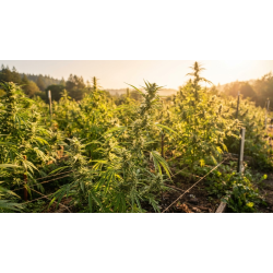 Effects of Sativa Strains | Montreal Cannabis Seeds