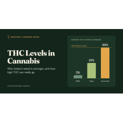 THC Levels in Cannabis: Why Weed Is Stronger Today (and How High Can It Go?) | Montreal Cannabis Seeds
