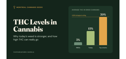 THC Levels in Cannabis: Why Weed Is Stronger Today (and How High Can It Go?) | Montreal Cannabis Seeds
