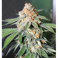 Auto Banana Kush Feminized Cannabis Seeds
