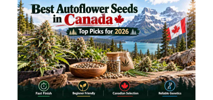 Meilleures graines autofloraison au Canada : notre sélection 2026