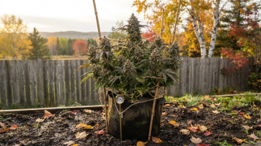 Best Cannabis Seeds for Short Canadian Summers: Fast-Finishing Strains