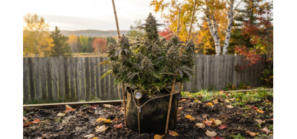 Meilleures graines de cannabis pour les étés canadiens courts : variétés à floraison rapide