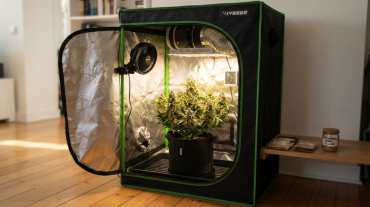 Best Compact Cannabis Seeds for Small Tents and Limited Space