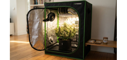 Meilleures graines de cannabis compactes pour tentes de culture et espaces réduits