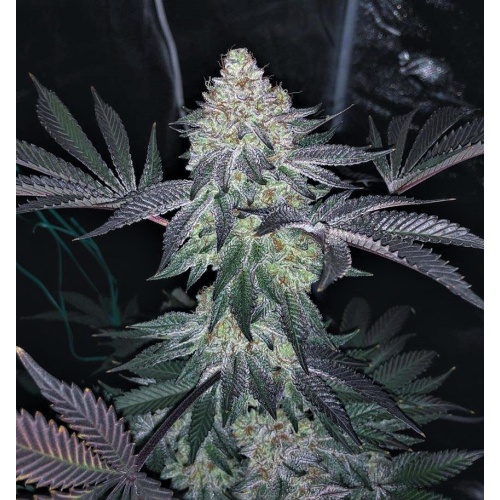 Gorilla Glue x Girl Scout Cookies – Feminized Cannabis Seeds | Canada