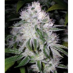 White%20widow%20Cannabis%20seeds%20