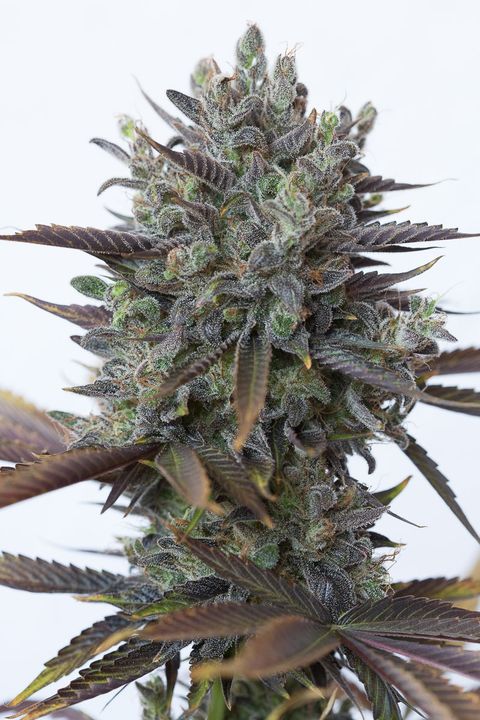 cbd%20purple%20kuch%20seeds