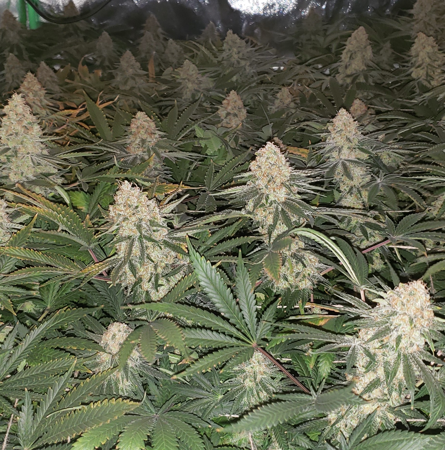 Auto Critical Mass Feminized Cannabis Seeds