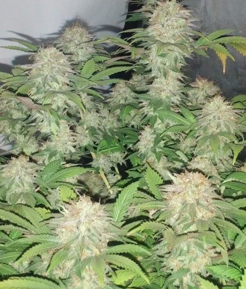 Super%20Silver%20Haze%20Cannabis%20Seeds