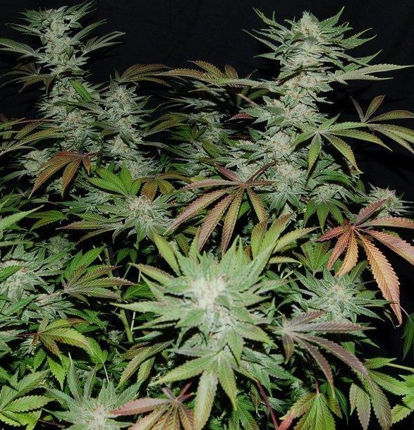 CBD%20SSKush%20Cannabis%20Seeds