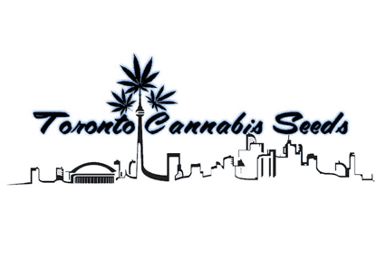 Toronto%20Cannabis%20Seeds%20(TCS)