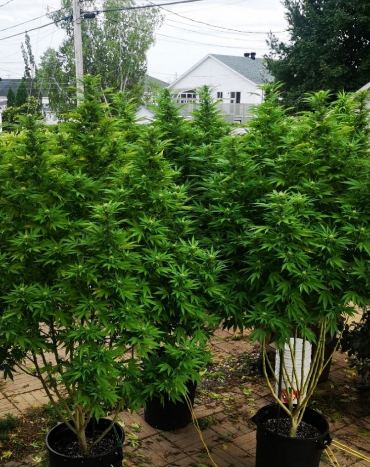 Big%20Jack%20Cannabis%20Seeds%20Feminized