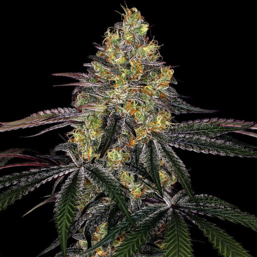 Moby Dick Strain Feminized Cannabis Seeds - Rocket Seeds