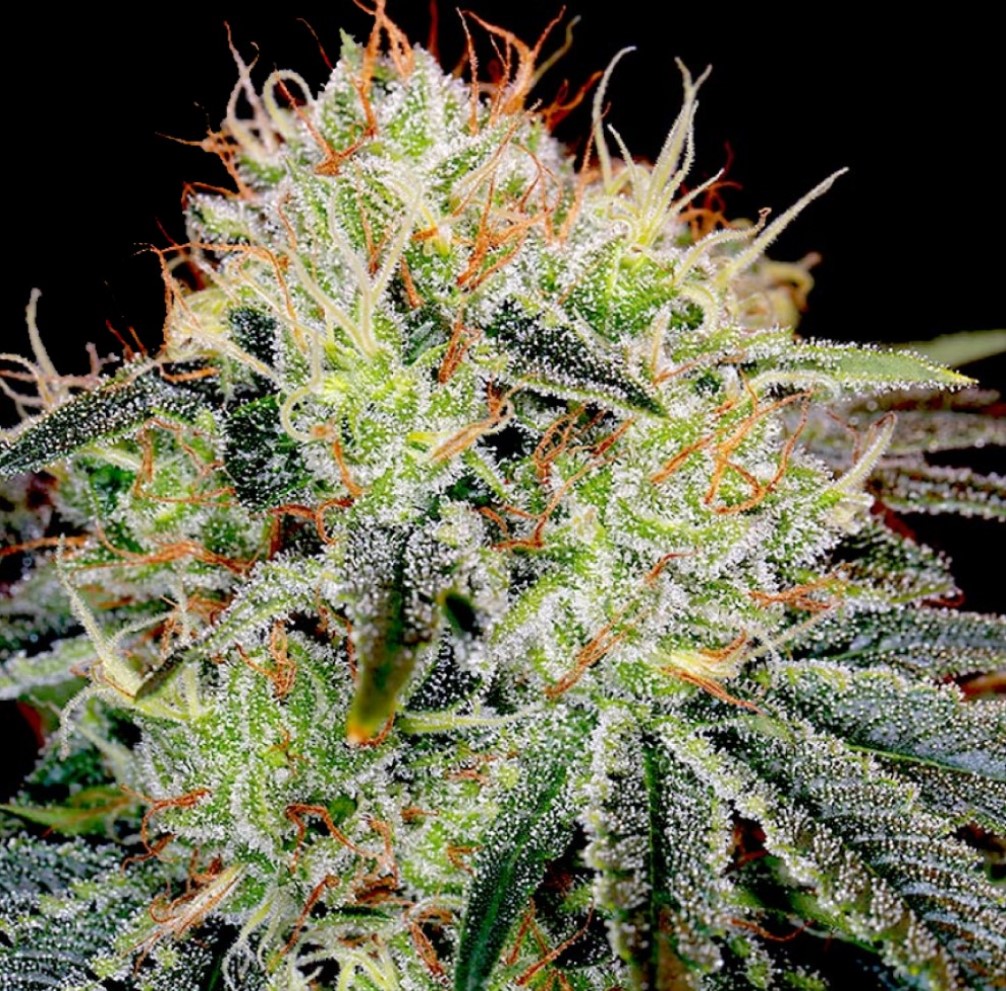 Auto Fat Bastard Cannabis Seeds Feminized