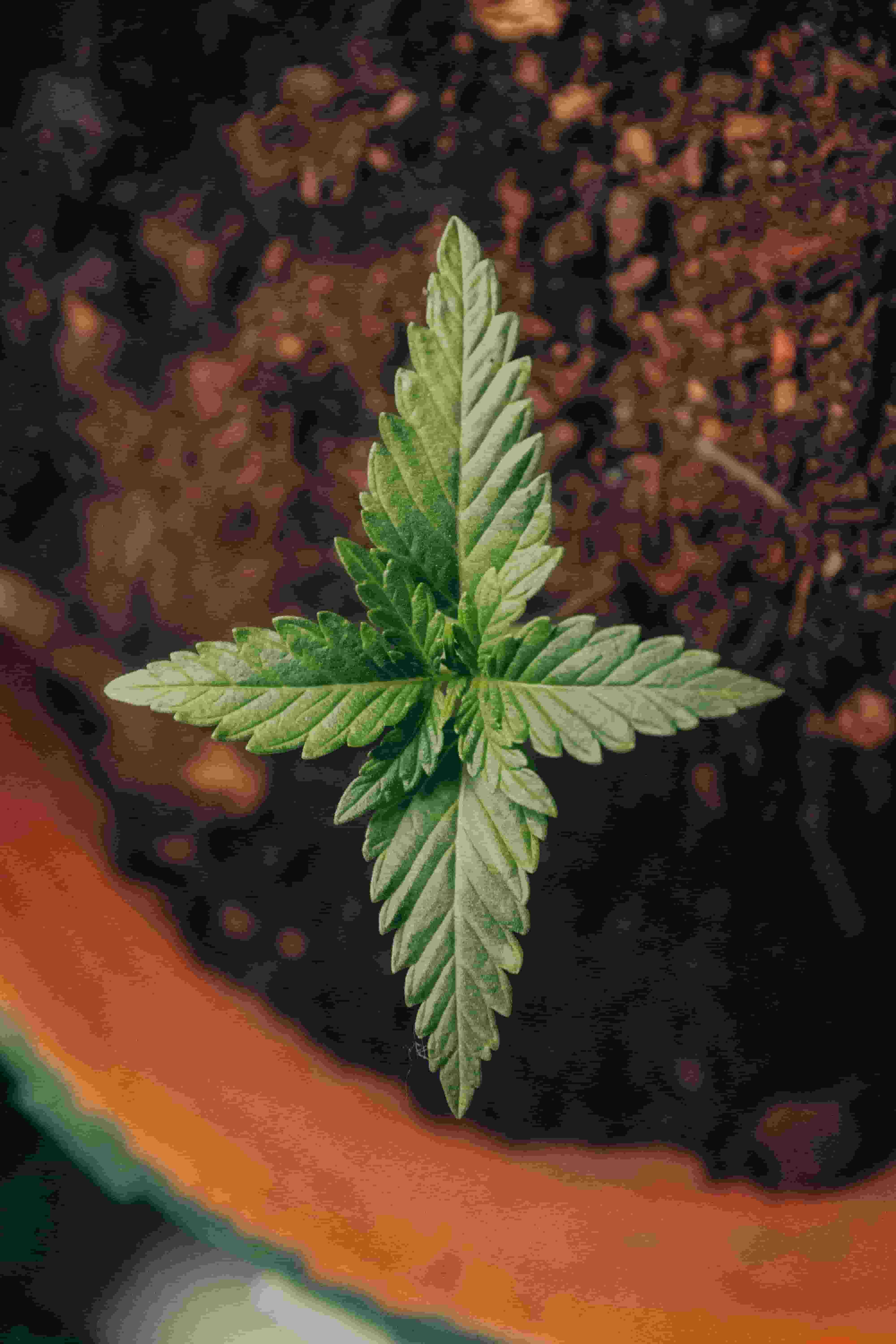 The Art of Transplanting Cannabis Seedlings for Optimal Growth