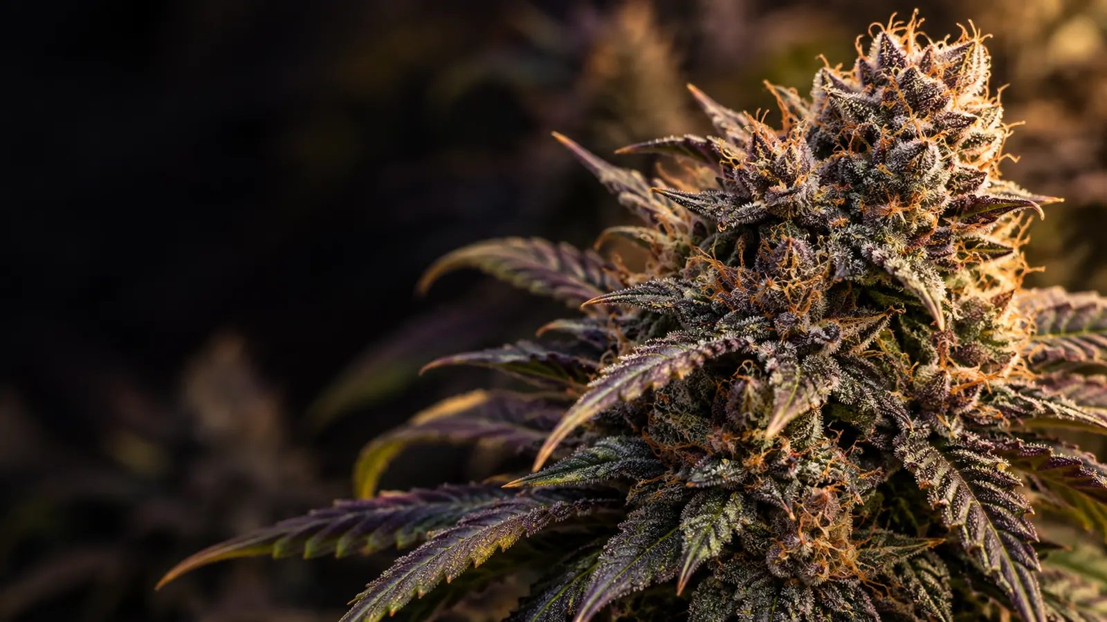 Close-up of a frosty purple and orange cannabis flower, a feminized cannabis seed strain