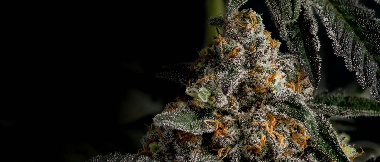 Frosty autoflower cannabis bud with orange pistils on a dark background