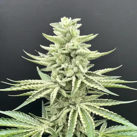 Feminized cannabis seeds, female-only genetics