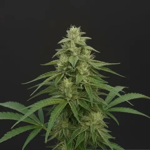 Autoflower cannabis seeds that flower by age
