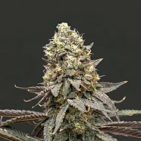 CBD cannabis seeds in feminized and autoflower options