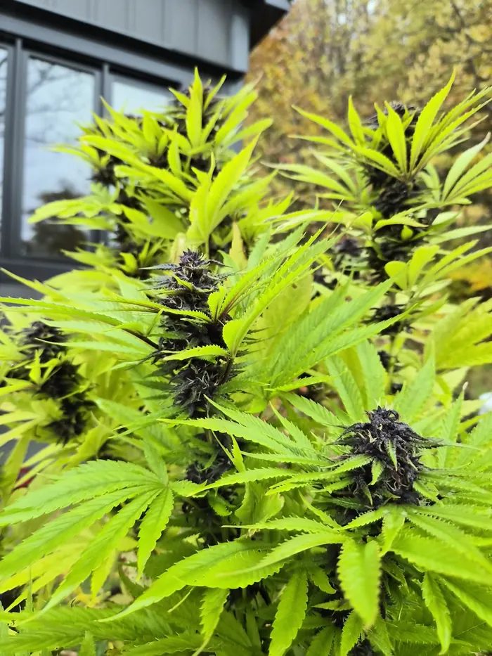 Outdoor cannabis plants in autumn light