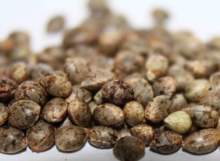 A mix of cannabis seeds